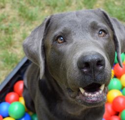 Kopekler Hakkinda Karabaglar Belediyesi Resmi Web Sitesi Kopekler Hakkinda Karabaglar Belediyesi Resmi Web Sitesi