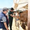 Karabağlar'da kurban satış yerleri denetleniyor