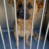 O Köpekler Sağlıklarına Kavuştu