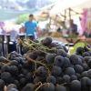 KAVACIK, ÜZÜM FESTİVALİ’NE HAZIR!
