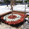 100. Yıl Uğur Mumcu Parkı kasımpatlarıyla renklendi
