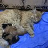 Anne Kedi Yavrularını Doktora Getirdi