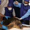 Yaralı Caretta Caretta koruma altında