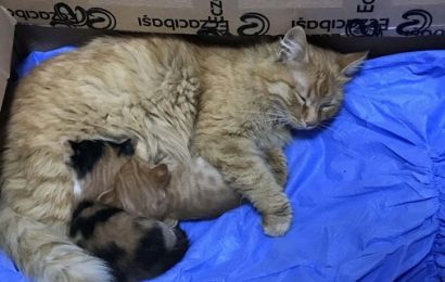Anne Kedi Yavrularını Doktora Getirdi